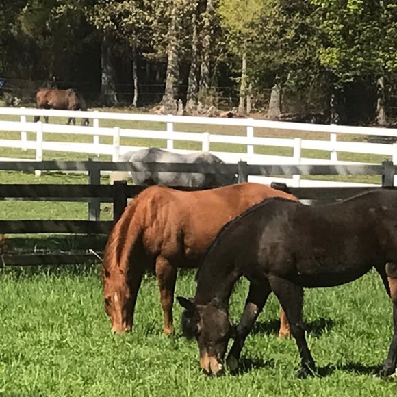 Meet your Posher, Lisa - Picture 7 of 8